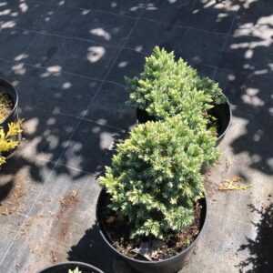 jalowiec-luskowaty-blue-star