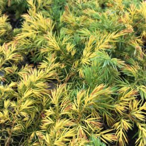 jalowiec-okrywowy-depressa-aurea