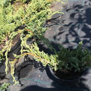 jalowiec-nadbrzezny-blue-paciific