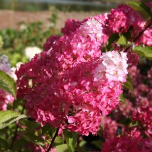 hortensja-bukietowa-fraise-melba