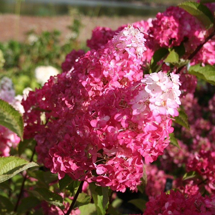 hortensja-bukietowa-fraise-melba
