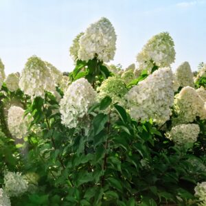 hortensja-bukietowa-polar-bear