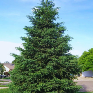 Świerk pospolity - "Smetana"