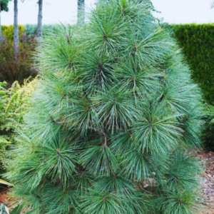 Sosna Jeffreya - "Joppi" (szczepiona)