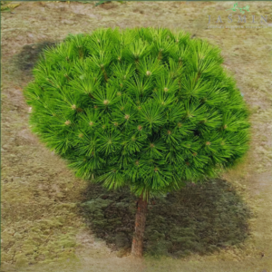 Sosna gęstokwiatowa  - "Low Glow"  (szczepiona)