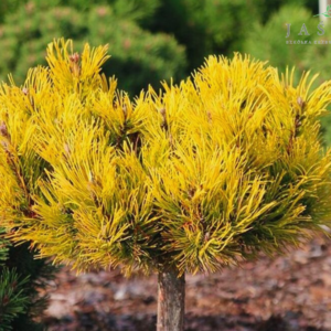 Sosna kosodrzewina - "Nana Balcanica Aurea" (szczepiona)