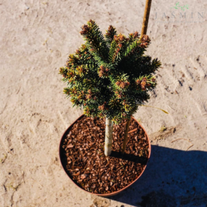 Świerk pospolity - "Gold Nugget"