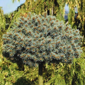 Świerk kłujący - "Blaukissen"