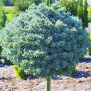 Świerk kłujący - "Blue Pearl"