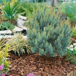 Sosna zwyczajna - "Chantry Blue"