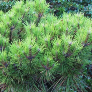 Sosna gęstokwiatowa - "Meylan Compact"