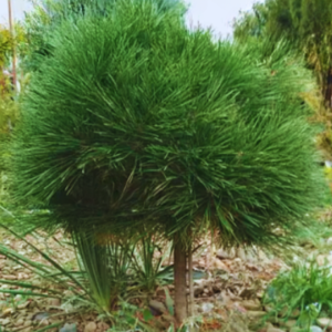 Sosna czarna - "Otto's Compact" (szczepione)