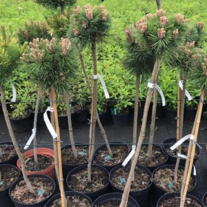 sosna-kosodrzewina-benjamin