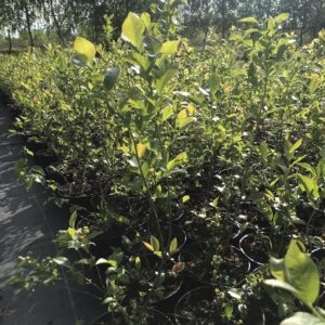 borowka-amerykanska-bluecrop