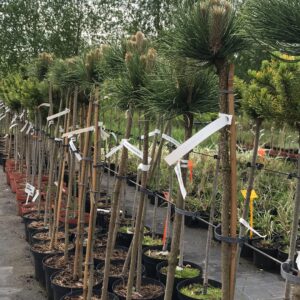 sosna-czarna-Cebennensis-Nana