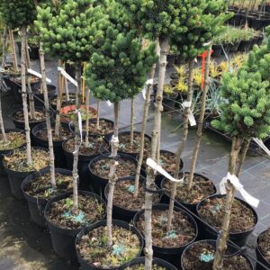 swierk-bialy-cecilia