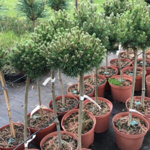 sosna-hakowata-Fischleinboden