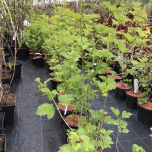 kalina-koralowa-compactum