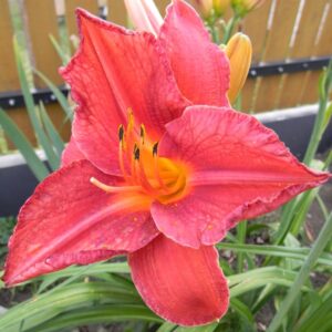 Liliowiec-Karmazynowy-Pirat