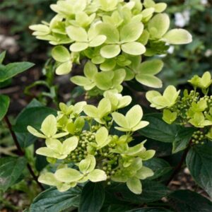 hortensja-bukietowa-pastelgreen