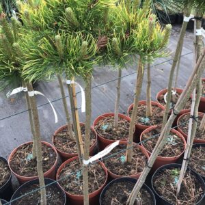 sosna-kosodrzewina-starkl