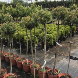 sosna-pospolita-treasure