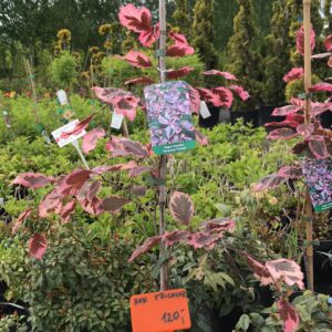 buk-pospolity-purpurea-tricolor