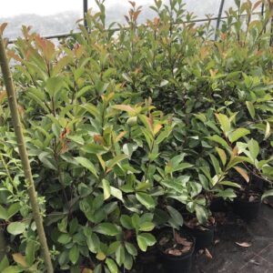 red-robin-glogownik-frasera