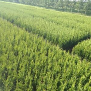 "Szmaragd" - Tuja (30-45cm) hurt min. 1000szt.