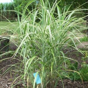 "Cosmopolitan" - Miskant chiński