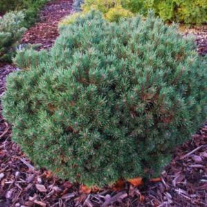 Sosna zwyczajna - "Treasure"