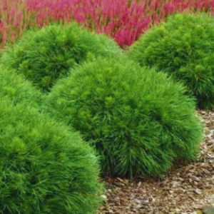 Sosna górska - "Varella"