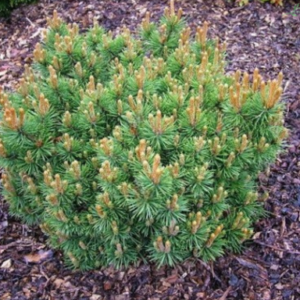 Sosna zwyczajna - "Andora"