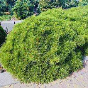 Sosna gęstokwiatowa - "Kim"