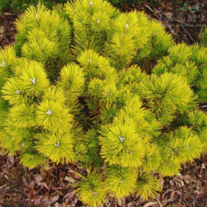 Sosna górska - "Schweizer Tourist"