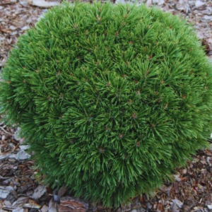 Sosna górska - "Hnizdo"