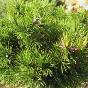 Sosna kosodrzewina - "Benjamin"