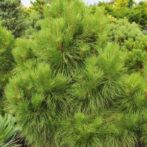 Sosna czarna - "Rockley WB" (szczepiona)