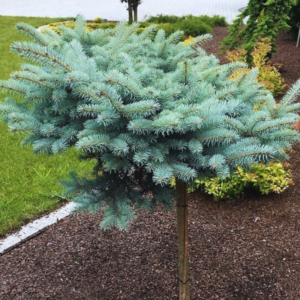 Świerk kłujący - "Glauca Globosa"