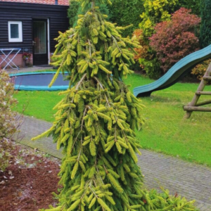 Świerk pospolity - "Gold Drift"