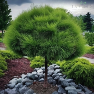 Sosna górska - "Varella"