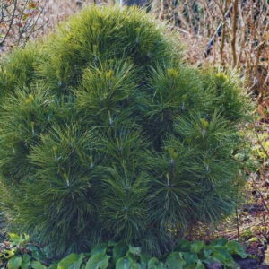 Sosna czarna - "Spielberg"